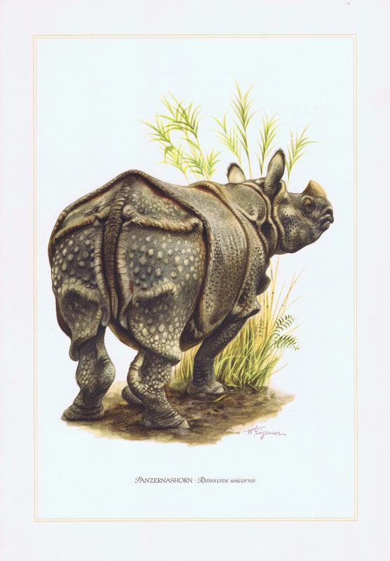 фото Гравюра Kronen-V Индийский носорог. Офсетная литография. Германия, Гамбург, 1958 год