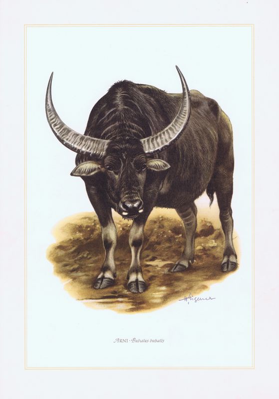 фото Гравюра Kronen-V Азиатский (индийский) буйвол. Офсетная литография. Германия, Гамбург, 1958 год