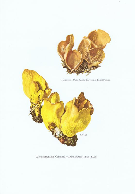 фото Гравюра Kronen-V Грибы. Отидея заячья, отидея изящная. Офсетная литография. Германия, Гамбург, 1963 год