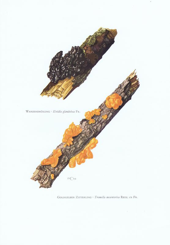 фото Гравюра Kronen-V Грибы. Дрожалка оранжевая, эксидия железистая. Офсетная литография. Германия, Гамбург, 1963 год