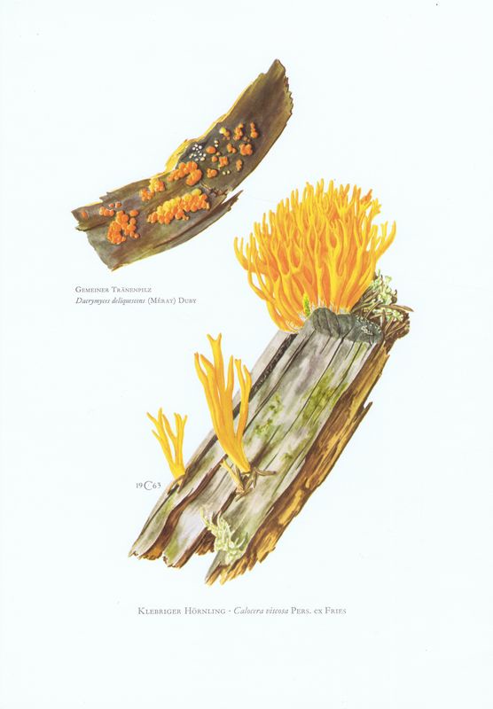 фото Гравюра Kronen-V Грибы. Калоцера клейкая, дакримицес исчезающий. Офсетная литография. Германия, Гамбург, 1963 год