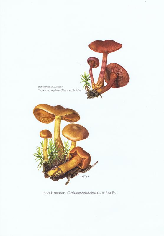 фото Гравюра Kronen-V Грибы. Паутинник кроваво-красный, паутинник коричный. Офсетная литография. Германия, Гамбург, 1963 год