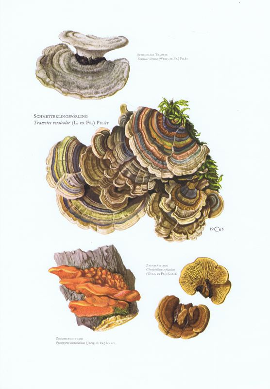 фото Гравюра Kronen-V Грибы. Траметес разноцветный. Офсетная литография. Германия, Гамбург, 1963 год