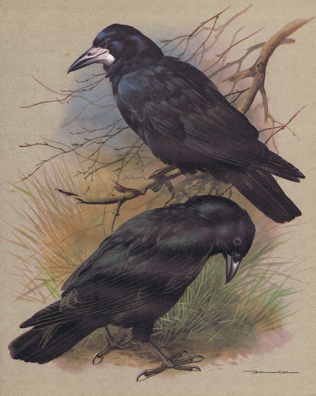 фото Гравюра Бэзил Эде Грач и черная ворона. Офсетная литография. Англия, 1965 год
