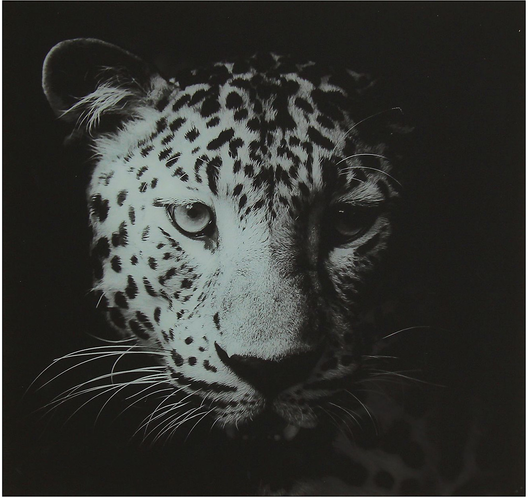 Картина Взгляд леопарда, 1247033, 50 х 50 см