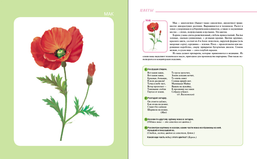 Цветок мака рассказ. Загадка про Мак. Загадка про Мак для детей. Загадка про маки. Карточки цветы.