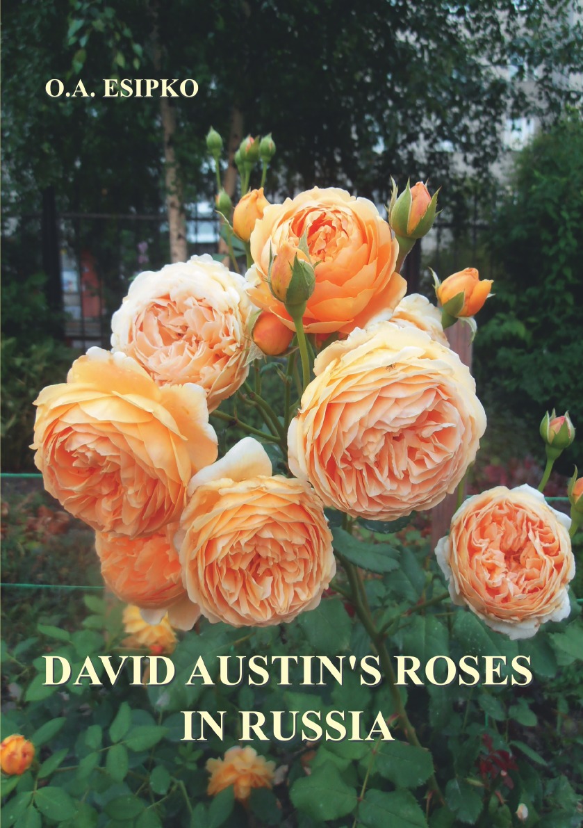 David Austin.s Roses in Russia