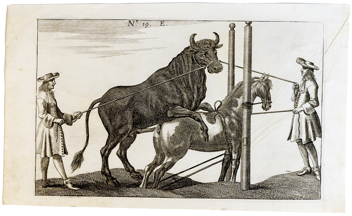 фото Гравюра Бык и кобыла. Западная Европа 17 век