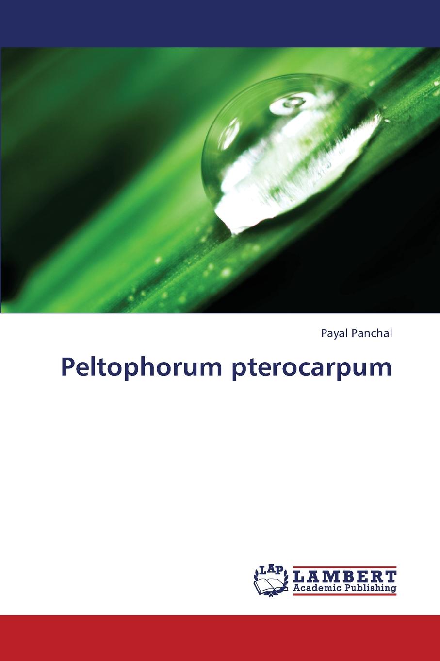Peltophorum pterocarpum