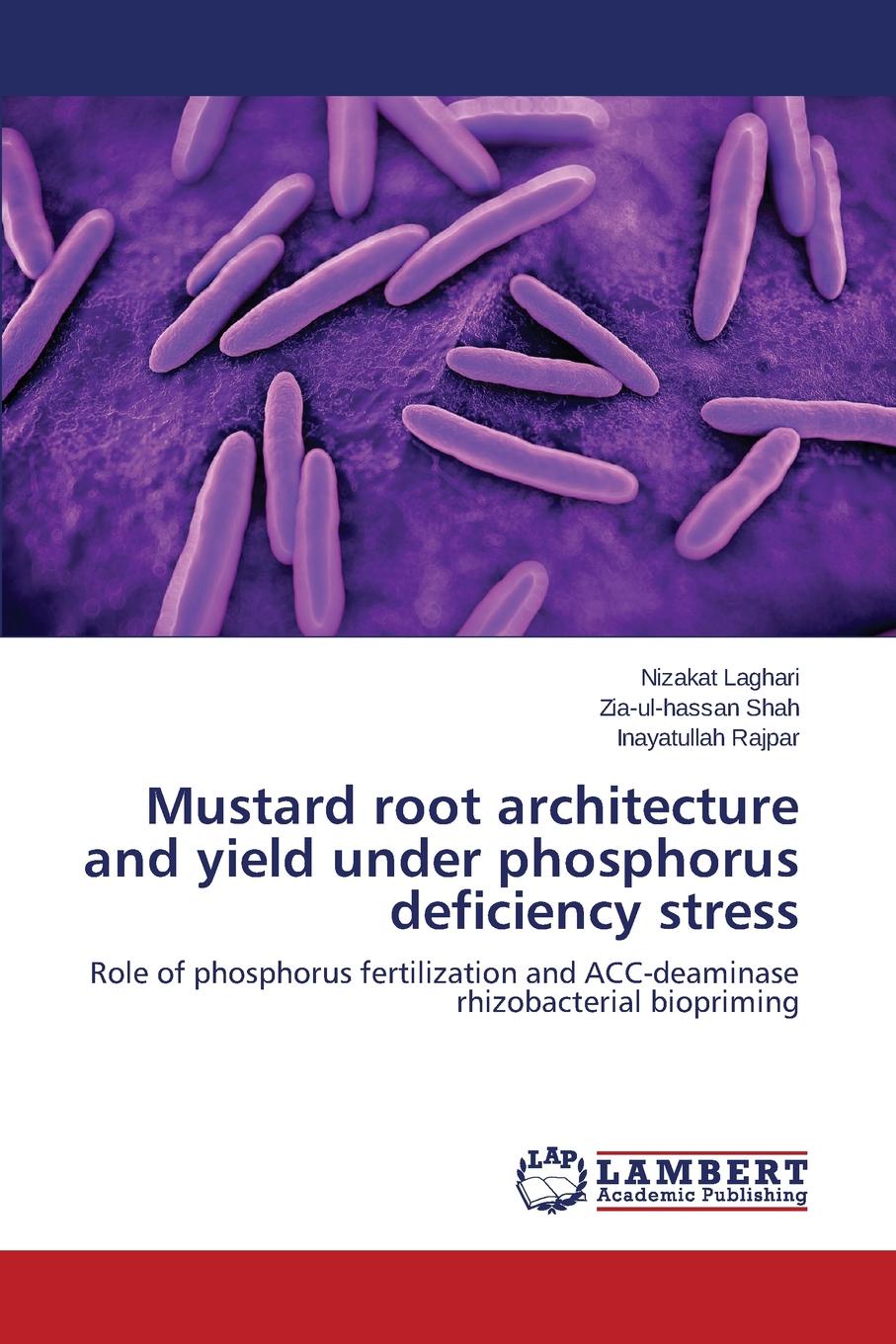 Mustard root architecture and yield under phosphorus deficiency stress