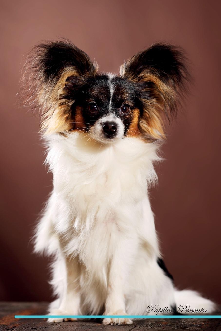 Live Positivity Papillon Affirmations Workbook Papillon Presents. Positive and Loving Affirmations Workbook. Includes: Mentoring Questions, Guidance, Supporting You.