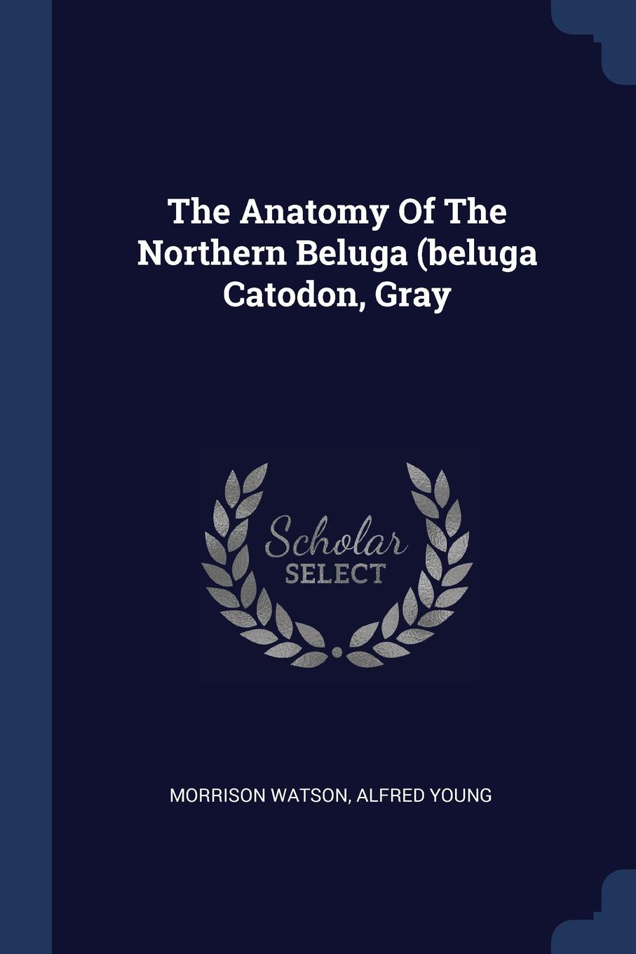 The Anatomy Of The Northern Beluga (beluga Catodon, Gray