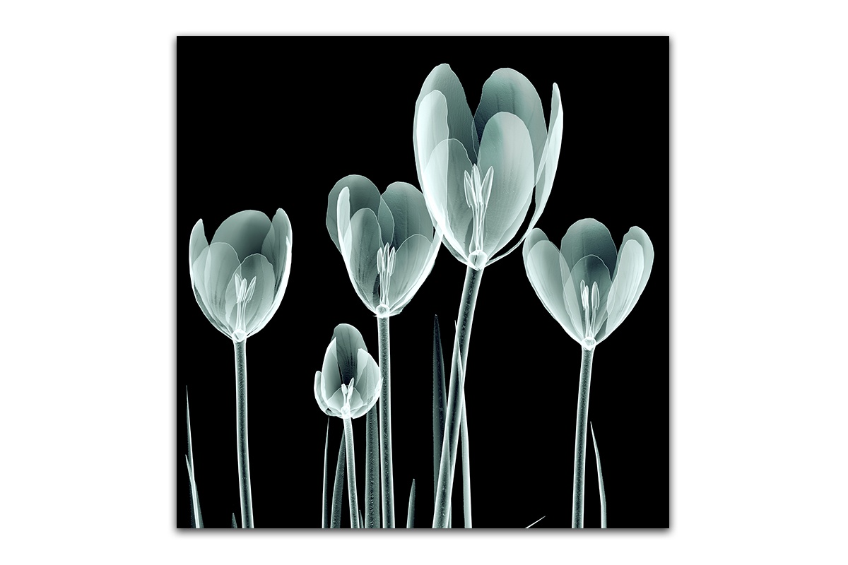 фото Постер Картиномания "Тюльпаны в рентгене" 40 х 40 см, Дерево, Холст