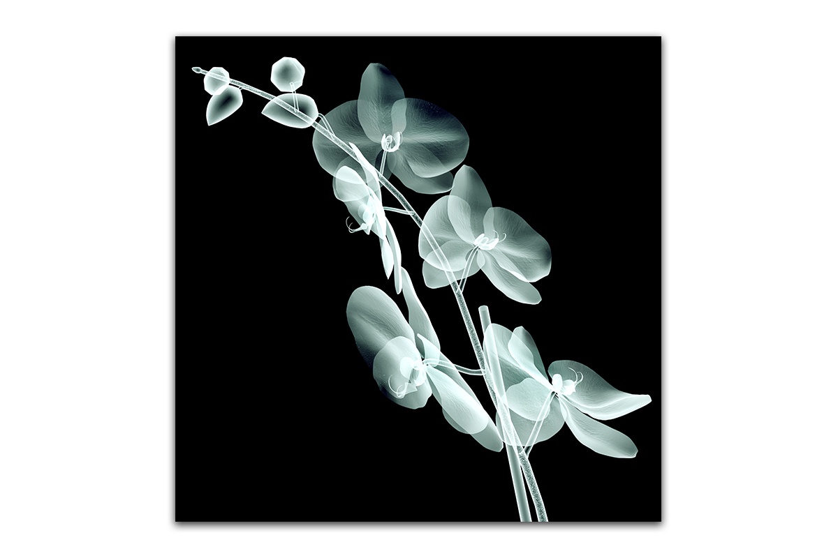фото Постер Картиномания "Орхидеи в рентгене" 40 х 40 см, Дерево, Холст