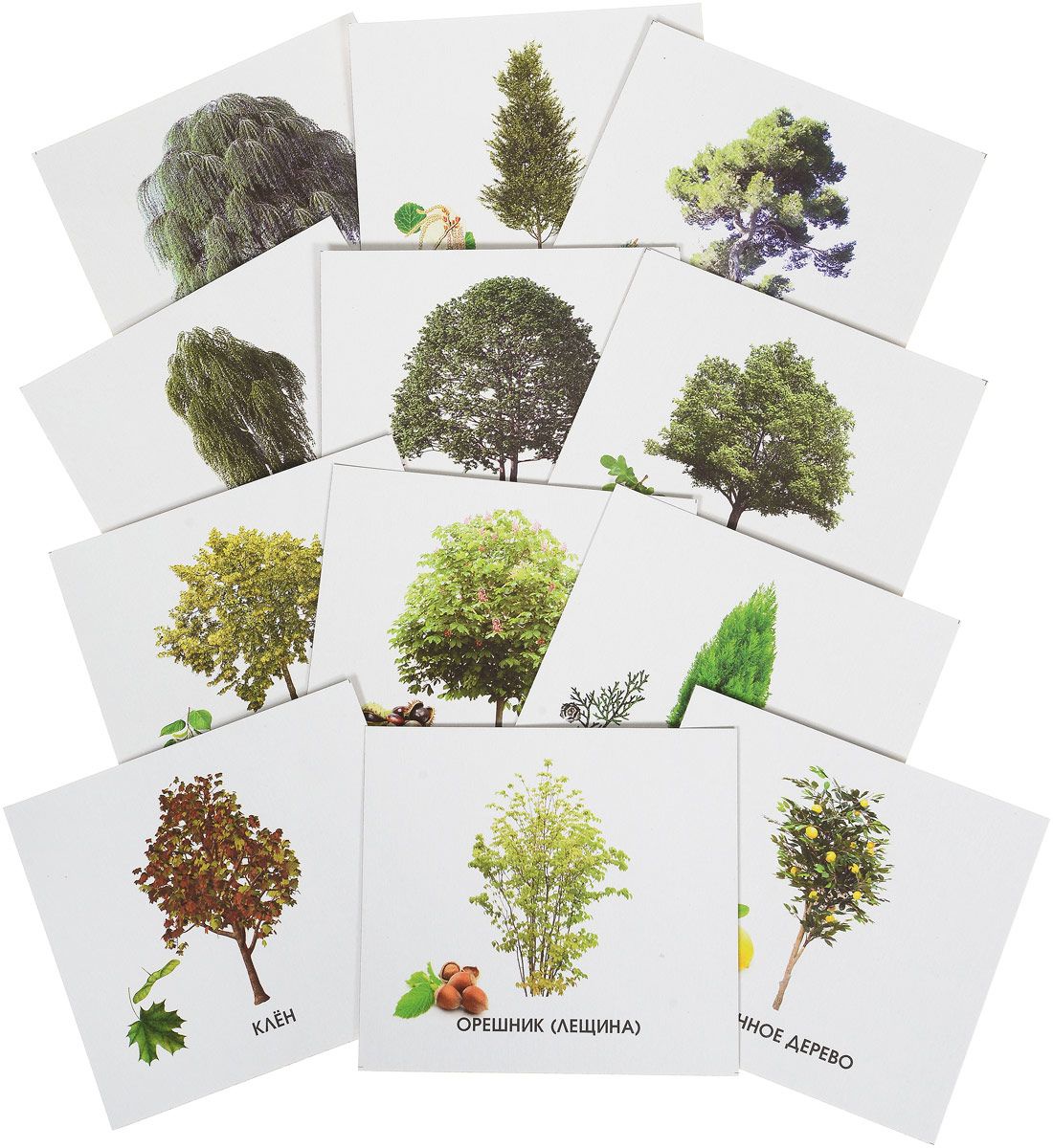 Карточки деревья