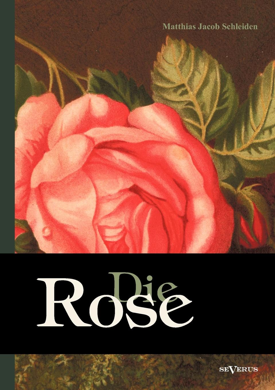 Die rose. Сорт розы розе дер айнхайт. Стихотворение на немецком языке про розу. Die rose. Die rose.