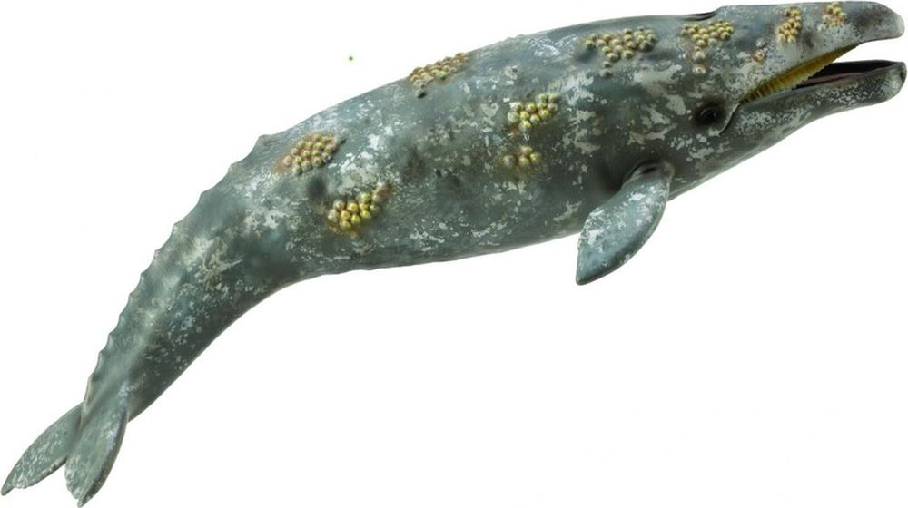 Фигурка Collecta Серый кит, 88836b
