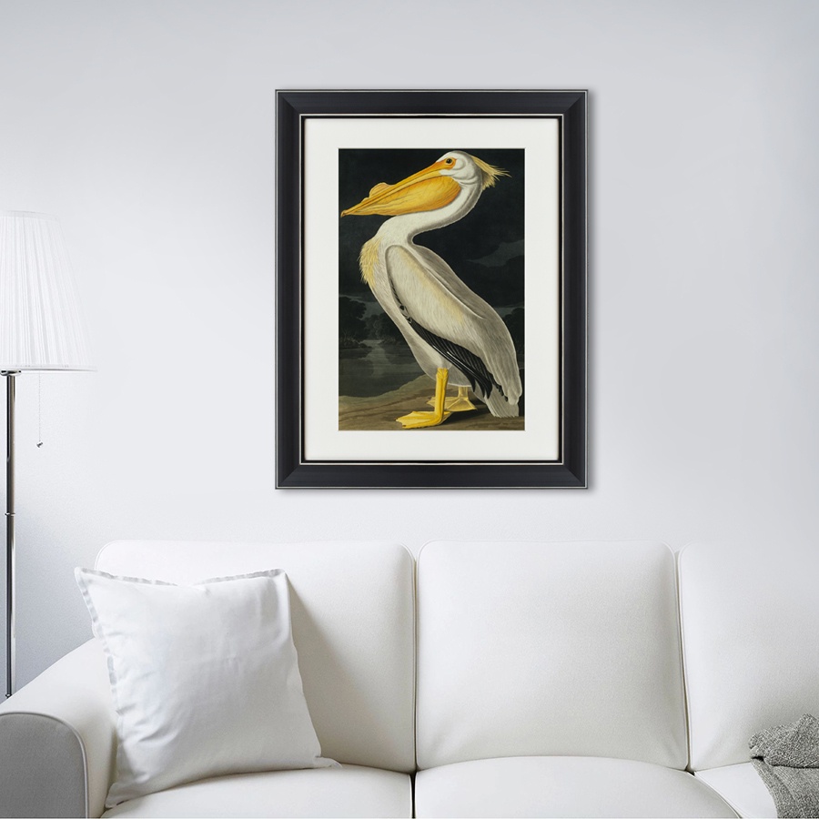 фото Картина Картины В Квартиру Американский белый пеликан, 1825г_, Бумага