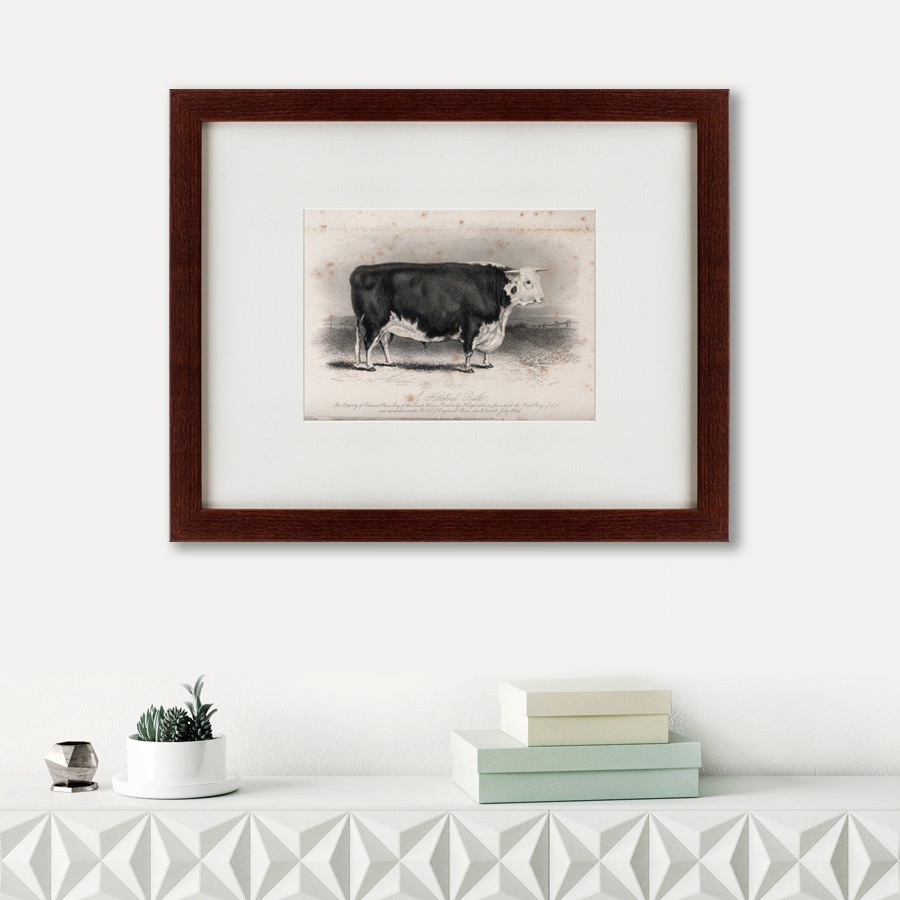 фото Картина Картины В Квартиру A Hereford bull, 1849, Бумага