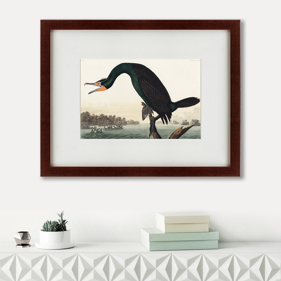 фото Картина Картины В Квартиру Florida Cormorant, 1835, Бумага