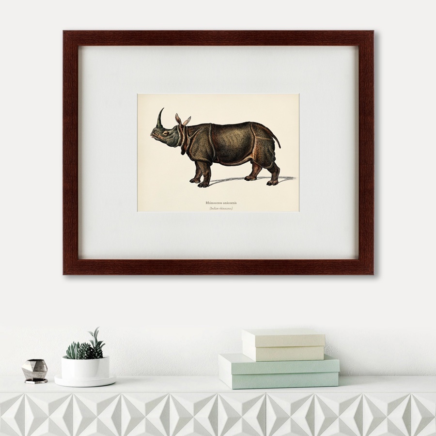 фото Картина Картины В Квартиру Rhinoceros ancienne gravure, 1849, Бумага