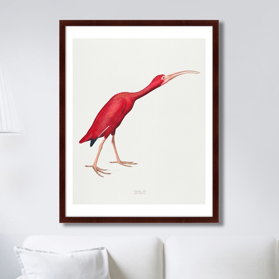 фото Картина Картины В Квартиру Scarlet Ibis, 1827г., Бумага