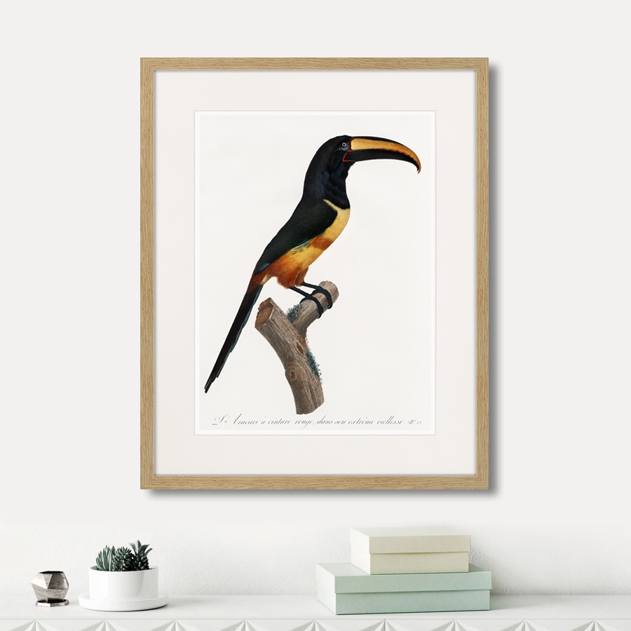 фото Картина Картины В Квартиру Beautiful toucans №4, 1806г., Бумага