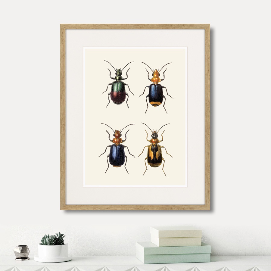 фото Картина Картины В Квартиру Assorted Beetles №4, 1735г., Бумага