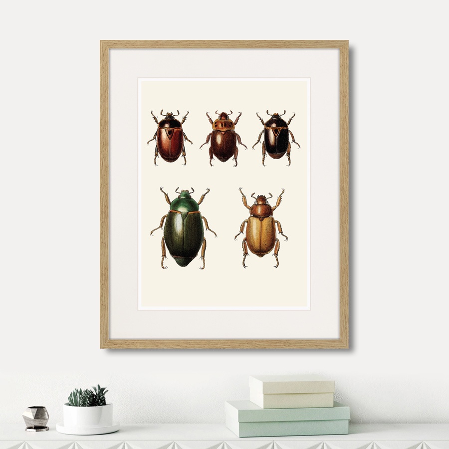 фото Картина Картины В Квартиру Assorted Beetles №7, 1735г., Бумага