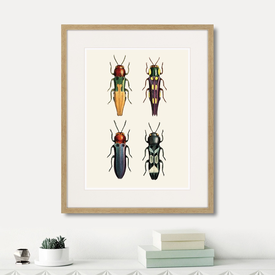 фото Картина Картины В Квартиру Assorted Beetles №5, 1735г., Бумага