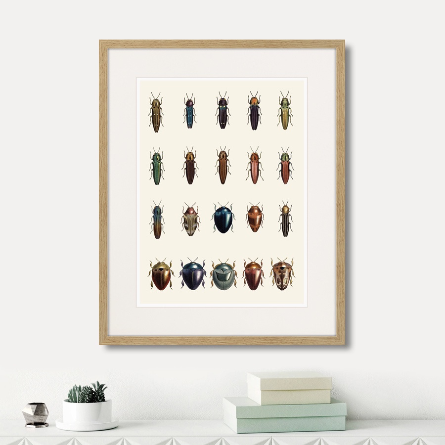 фото Картина Картины В Квартиру Assorted Beetles №3, 1735г., Бумага