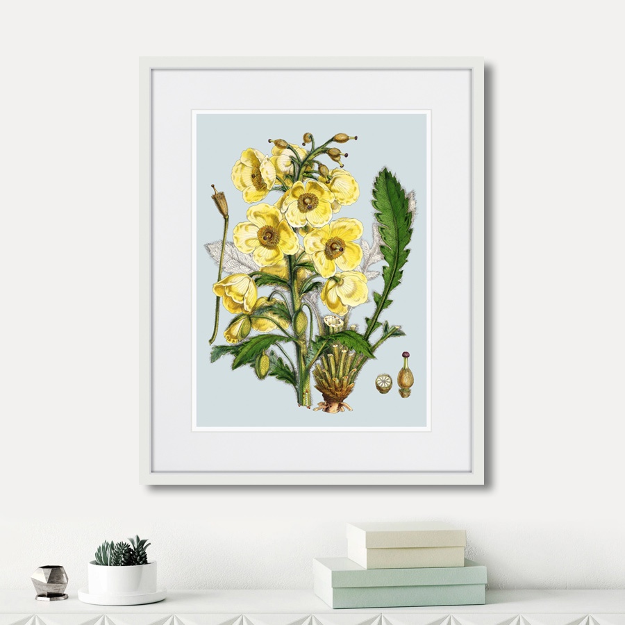 фото Картина Картины В Квартиру Himalaya Plants Yellow Flower, 1869г., Бумага