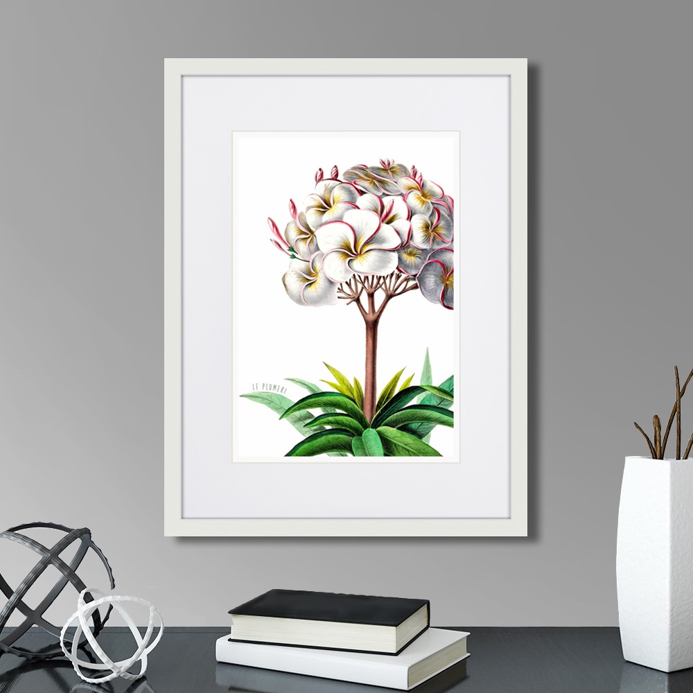 фото Картина Картины В Квартиру Caribian Flora Plumeria, 1740г., Бумага