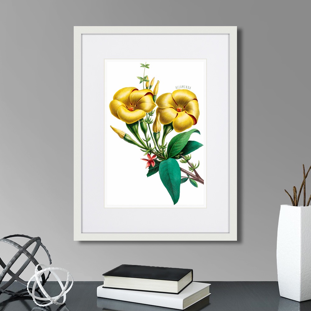 фото Картина Картины В Квартиру Caribian Flora Yellow Allamanda, 1740г., Бумага