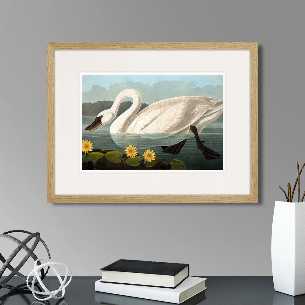 фото Картина Картины В Квартиру Common American Swan (white), 1838г., Бумага