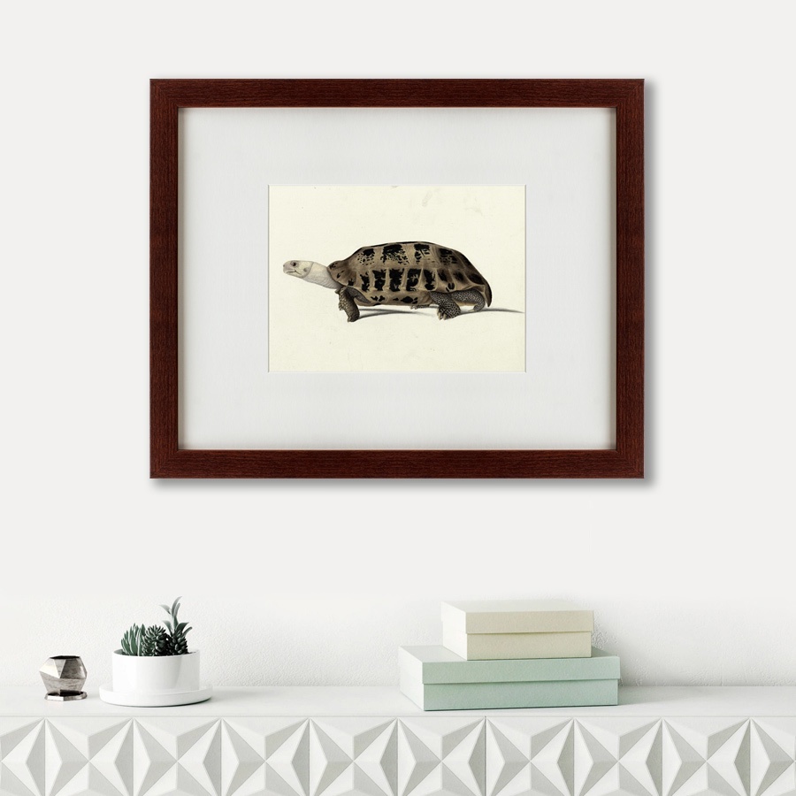 фото Картина Картины В Квартиру A hand-painted illustration of an Elongated tortoise, 1873, Бумага