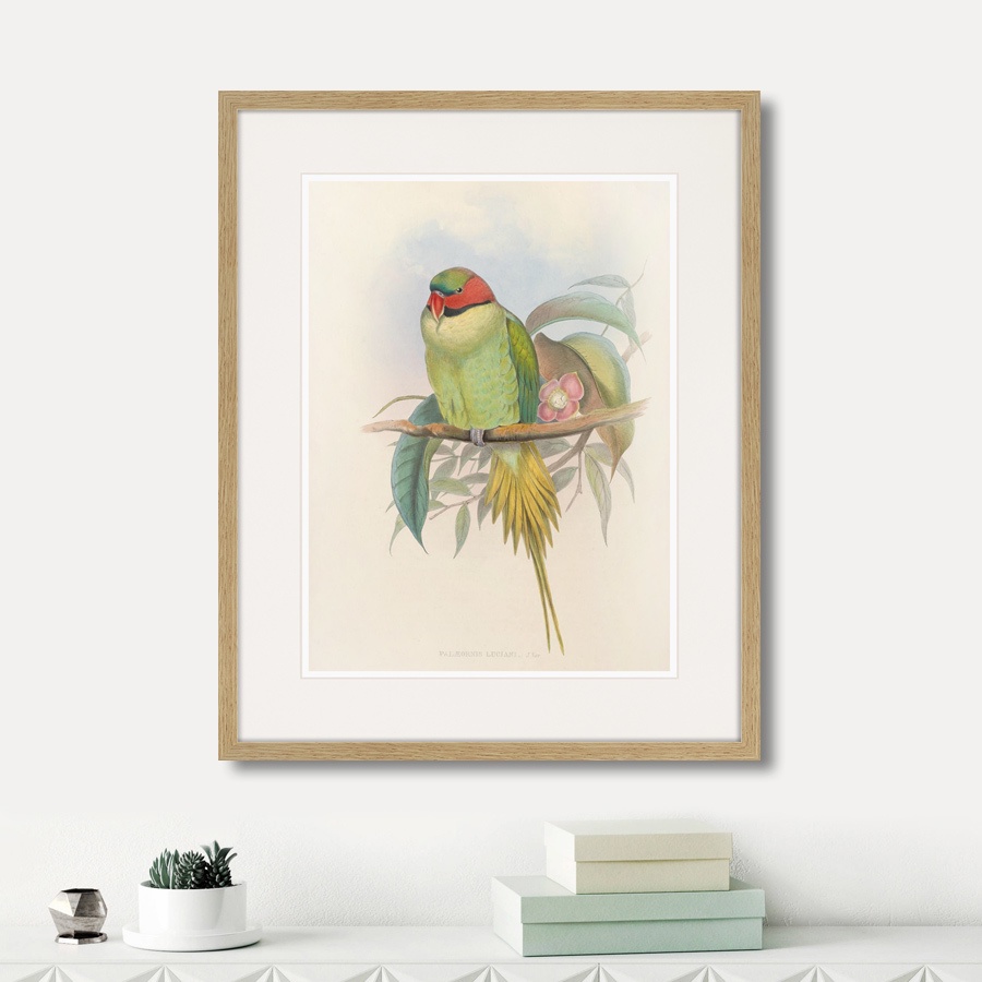 фото Картина Картины В Квартиру Bonapartes Parakeet, 1850г., Бумага