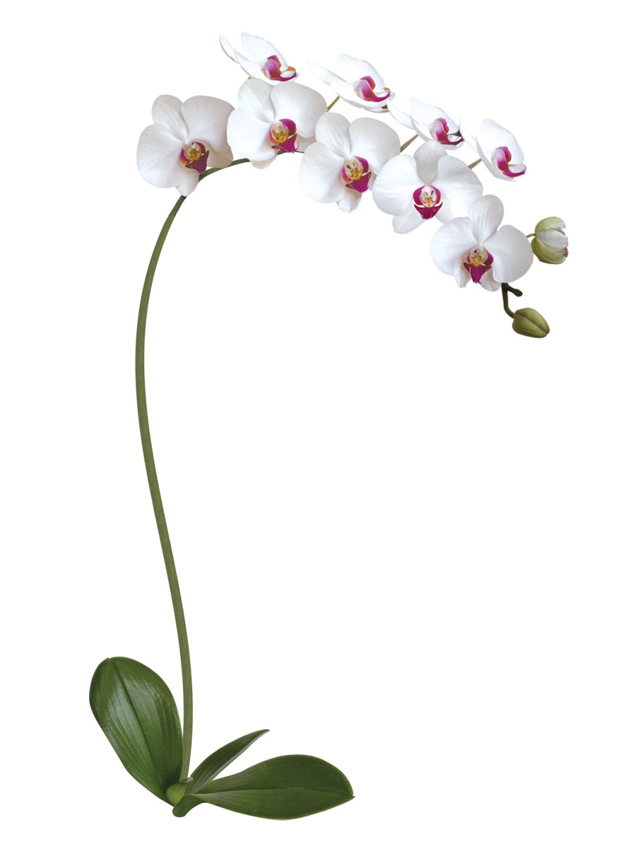 фото Наклейка для декора Белая Орхидея Decoretto