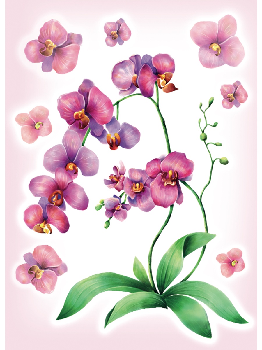 Декоретто Орхидея
