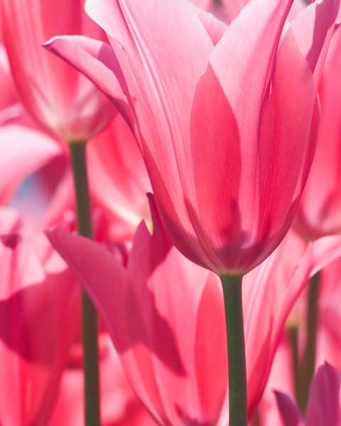 фото Картина Экорамка Цветущие тюльпаны, Холст