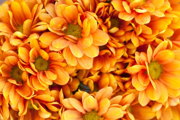 фото Картина Экорамка Оранжевые цветы, Холст