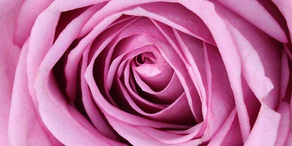 фото Картина Экорамка Розовая роза, Холст