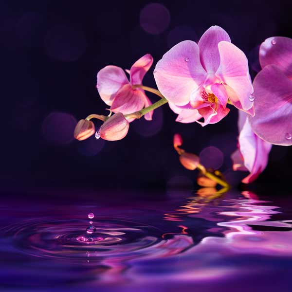 фото Картина Экорамка Розовая орхидея, Холст