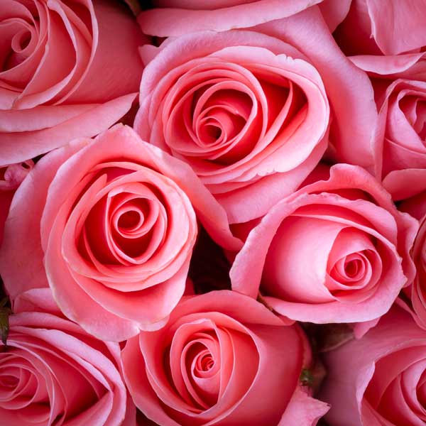 фото Картина Экорамка Розовые розы, Холст