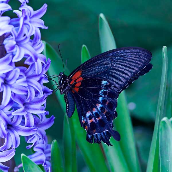 фото Картина Экорамка Синяя бабочка, Холст