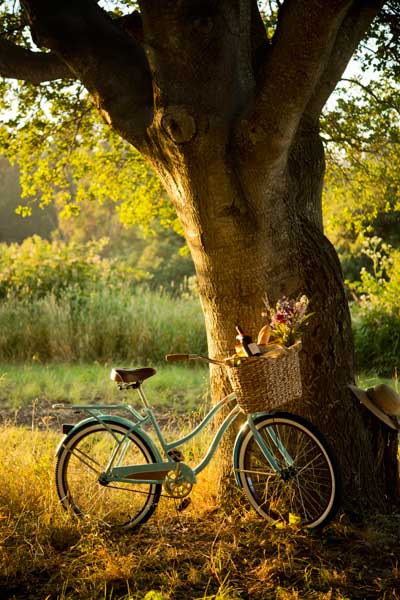 Картина Экорамка Велосипед около дерева, Холст