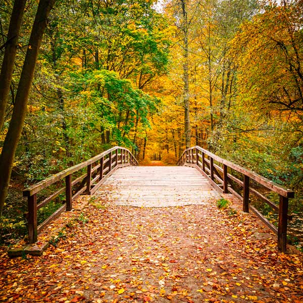 фото Картина Экорамка Деревянный мост в осеннем лесу, Холст