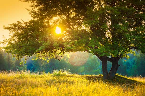 фото Картина Экорамка Дерево в лучах солнца, Холст