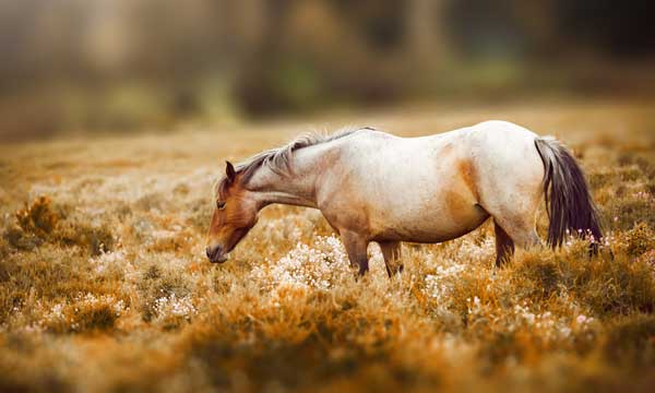 фото Картина Экорамка Лошадь и осеннеее поле, Холст