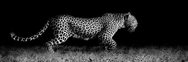 фото Картина Экорамка Леопард ночью, Холст